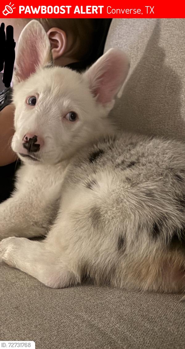 Lost Male Dog last seen Coves at knox ridge, Converse, TX 78109