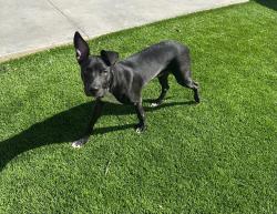 Found/Stray Male Dog last seen Near ave camelback, Phoenix, AZ 85015