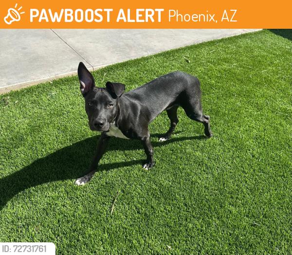 Found/Stray Male Dog last seen Near ave camelback, Phoenix, AZ 85015