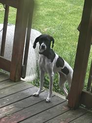 Lost Female Dog last seen Meadows church road/ sipes branch road, Heltonville IN, Heltonville, IN 47436