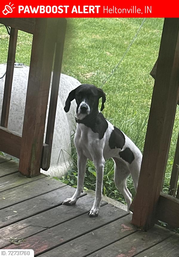 Lost Female Dog last seen Meadows church road/ sipes branch road, Heltonville IN, Heltonville, IN 47436