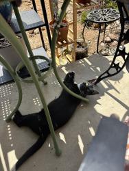 Found/Stray Male Cat last seen Westheimer and woodland park , Houston, TX 77077