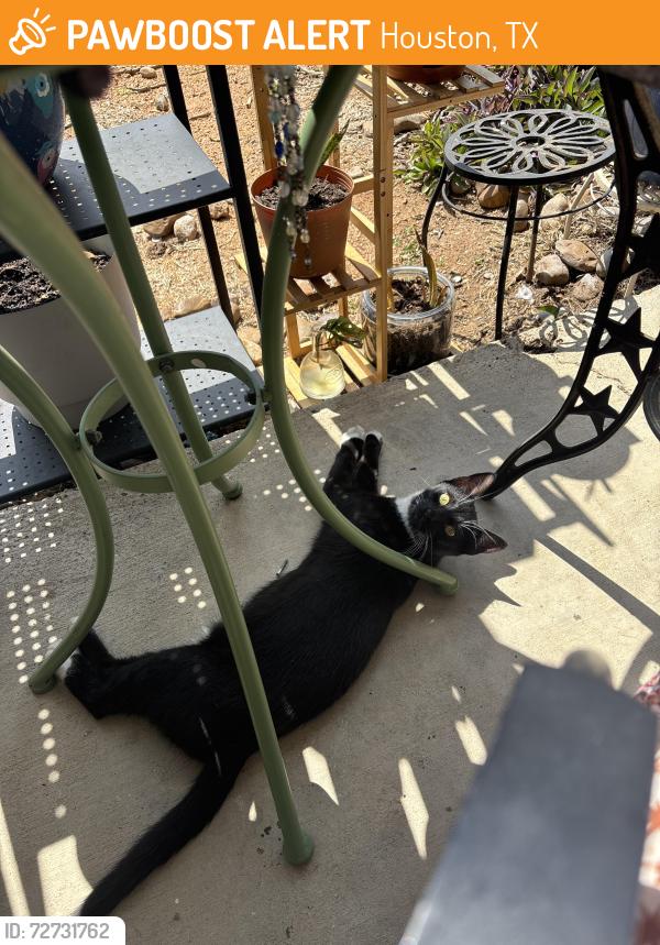 Found/Stray Male Cat last seen Westheimer and woodland park , Houston, TX 77077