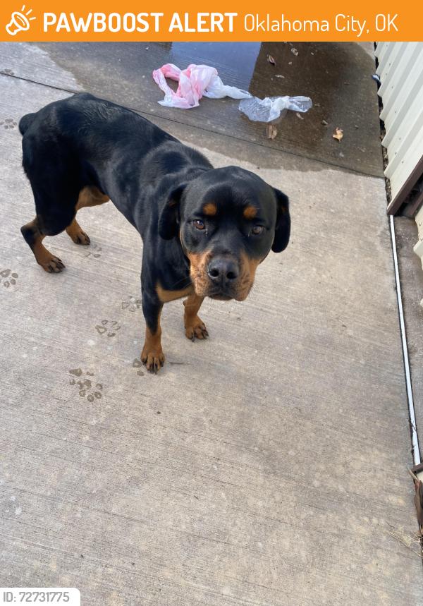 Found/Stray Unknown Dog last seen OU hsc, Oklahoma City, OK 73103