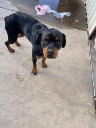 Found/Stray Unknown Dog last seen OU hsc, Oklahoma City, OK 73103