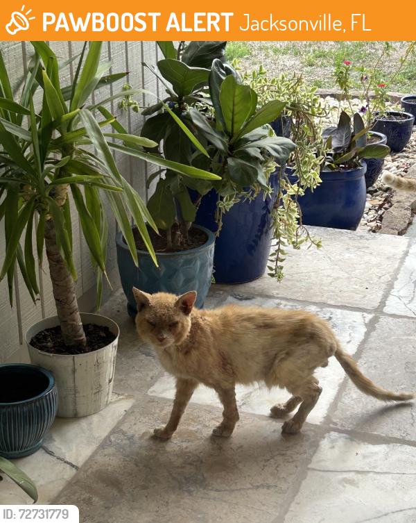 Found/Stray Male Cat last seen Blue Heron Dr N, Jacksonville, FL 32223