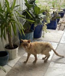 Found/Stray Male Cat last seen Blue Heron Dr N, Jacksonville, FL 32223
