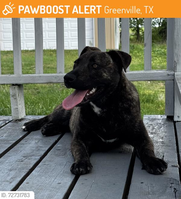 Found/Stray Female Dog last seen Family Dollar parking lot, Greenville, TX 75401