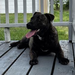 Found/Stray Female Dog last seen Family Dollar parking lot, Greenville, TX 75401