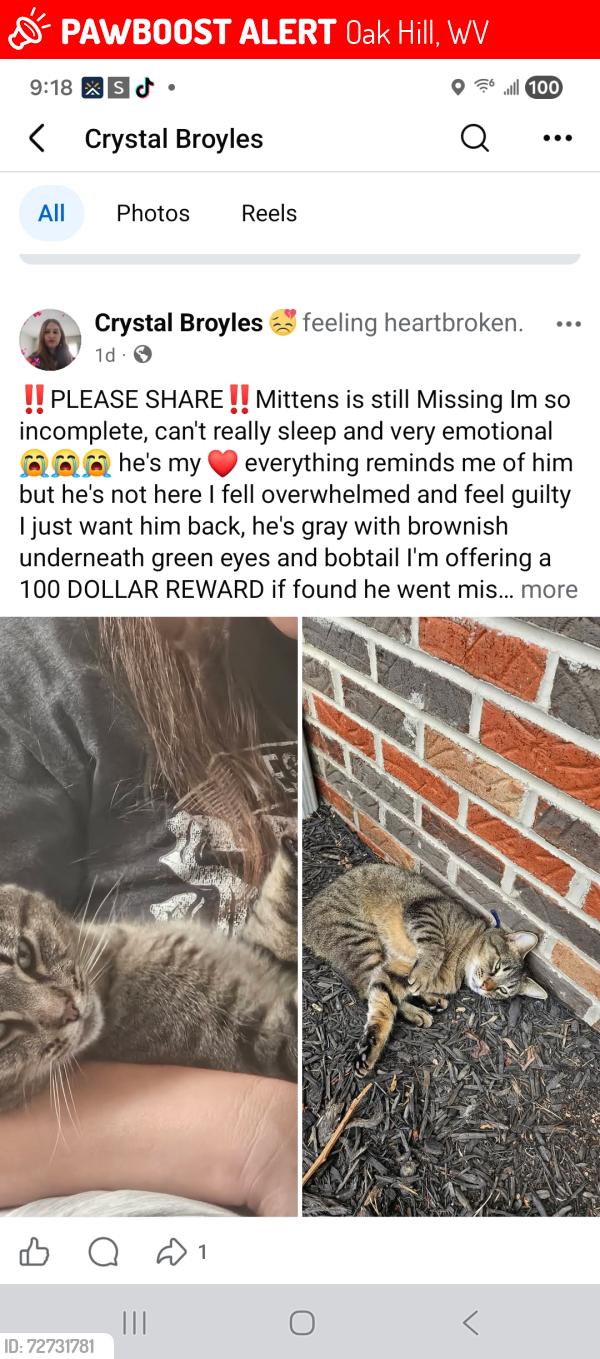 Lost Male Cat last seen Central Ave Joy St, Oak Hill, WV 25901