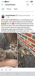 Lost Male Cat last seen Central Ave Joy St, Oak Hill, WV 25901