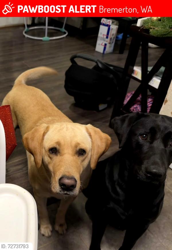 Lost Male Dog last seen Off of sheridan, Bremerton, WA 98310