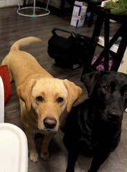 Lost Male Dog last seen Off of sheridan, Bremerton, WA 98310
