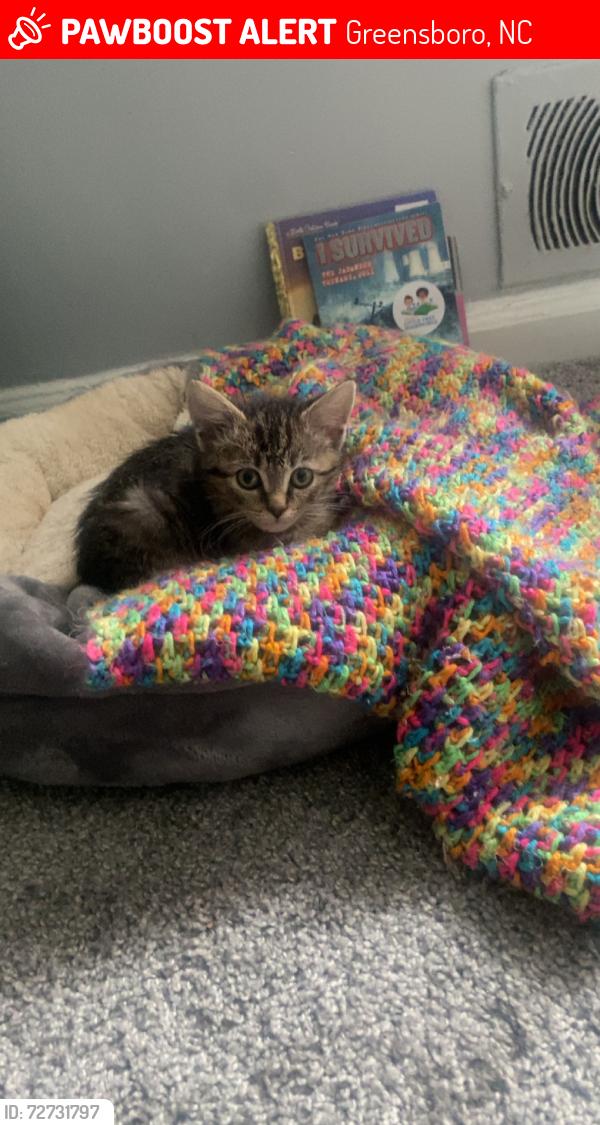 Lost Female Cat last seen Hahns lane, Greensboro, NC 27401