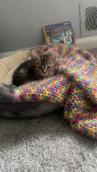 Lost Female Cat last seen Hahns lane, Greensboro, NC 27401