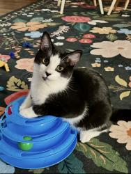 Lost Male Cat last seen Demaree Ave, Green Acres/Hyde Park, Visalia, CA 93291
