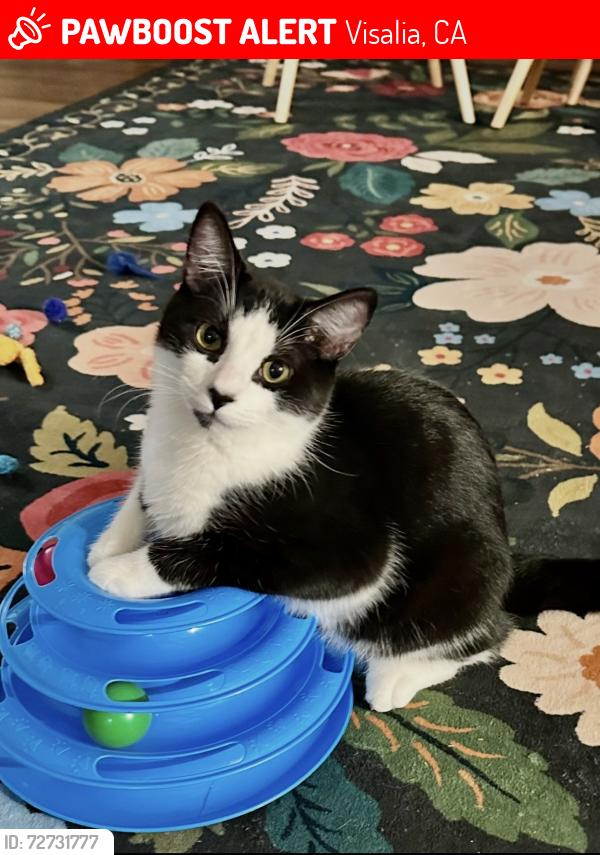 Lost Male Cat last seen Demaree Ave, Green Acres/Hyde Park, Visalia, CA 93291