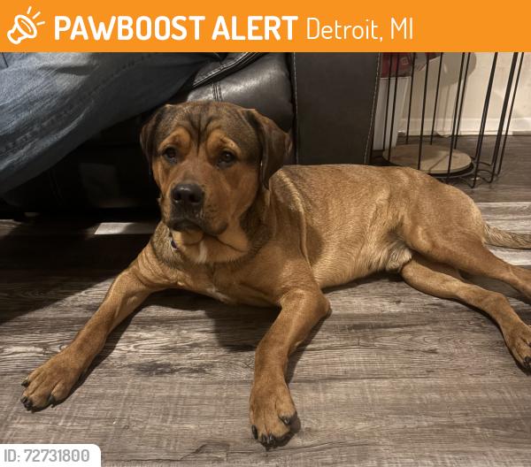 Found/Stray Male Dog last seen Grand Blvd West & Fisher Service Drive , Detroit, MI 48207