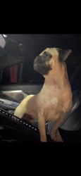 Lost Male Dog last seen Harlingen country club , Harlingen, TX 78550