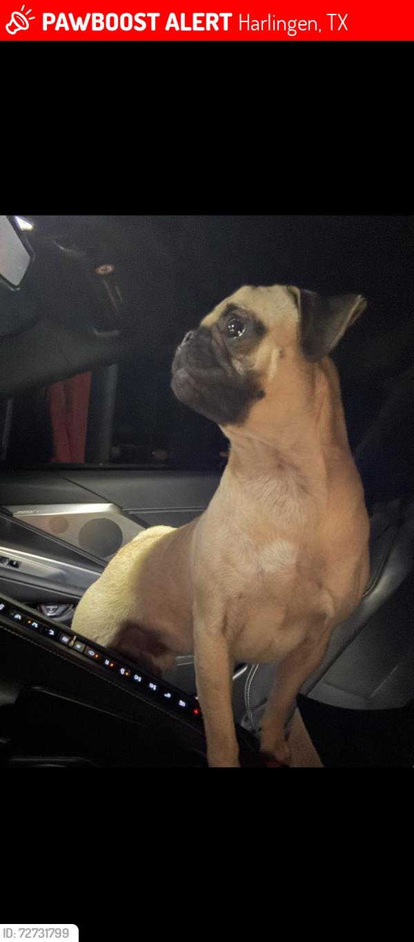 Lost Male Dog last seen Harlingen country club , Harlingen, TX 78550