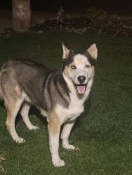 Found/Stray Male Dog last seen Near 6th and delmar, on oswego St, Aurora, CO 80010