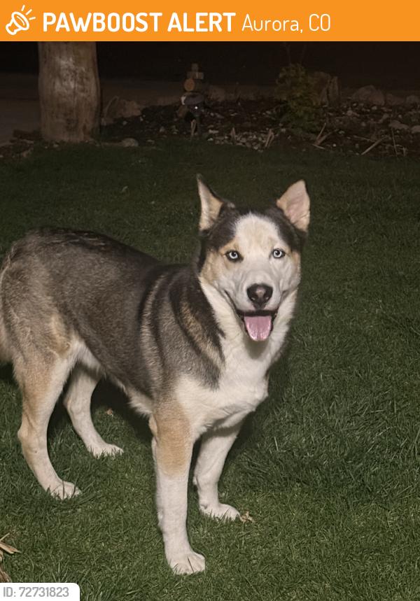 Found/Stray Male Dog last seen Near 6th and delmar, on oswego St, Aurora, CO 80010