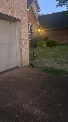 Found/Stray Unknown Dog last seen october woods , Nashville, TN 37013