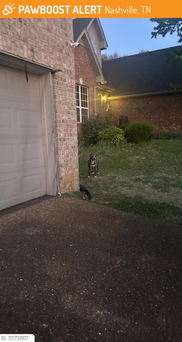Found/Stray Unknown Dog last seen october woods , Nashville, TN 37013