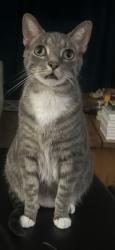 Lost Male Cat last seen 9th st N., St. Petersburg, FL 33710