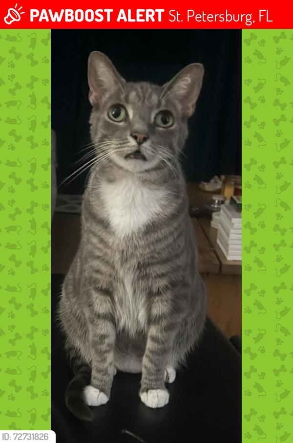 Lost Male Cat last seen 9th st N., St. Petersburg, FL 33710