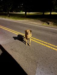 Found/Stray Male Dog last seen Near speed bump under the hill, Nashville, TN 37209