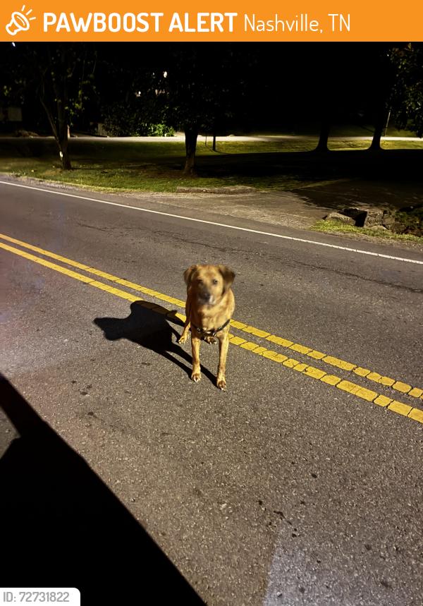 Found/Stray Male Dog last seen Near speed bump under the hill, Nashville, TN 37209