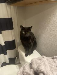 Lost Male Cat last seen SW 70th, SW 72nd and SW 71st Terrace, Oklahoma City, OK 73139