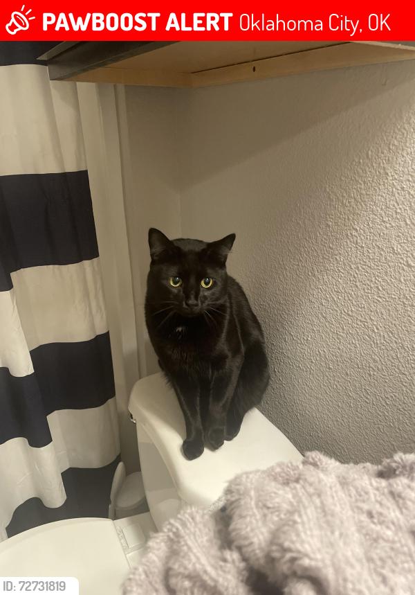 Lost Male Cat last seen SW 70th, SW 72nd and SW 71st Terrace, Oklahoma City, OK 73139