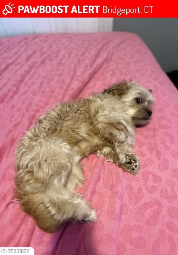 Lost Male Dog last seen Near Arctic Street , Bridgeport, CT 06608