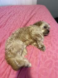 Lost Male Dog last seen Near Arctic Street , Bridgeport, CT 06608