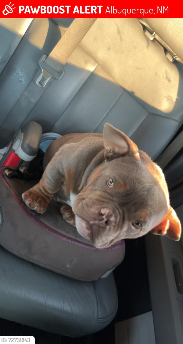 Lost Male Dog last seen San mateo candelaria , Albuquerque, NM 87110