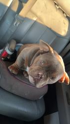 Lost Male Dog last seen San mateo candelaria , Albuquerque, NM 87110