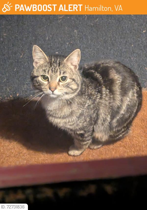 Found/Stray Male Cat last seen Colonial HWY , Hamilton, VA 20158