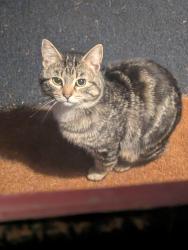Found/Stray Male Cat last seen Colonial HWY , Hamilton, VA 20158