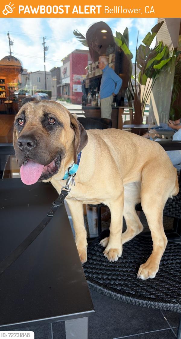 Found/Stray Female Dog last seen Alondra and 91, Bellflower, CA 90706