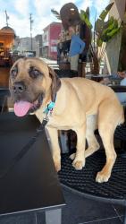 Found/Stray Female Dog last seen Alondra and 91, Bellflower, CA 90706