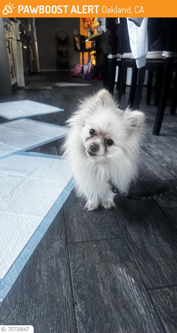 Found/Stray Male Dog last seen Horacemann school , Oakland, CA 94601