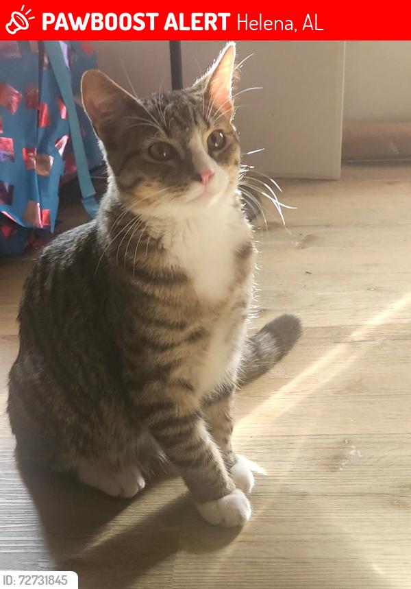 Lost Male Cat last seen HWY 93, Helena, AL 35080