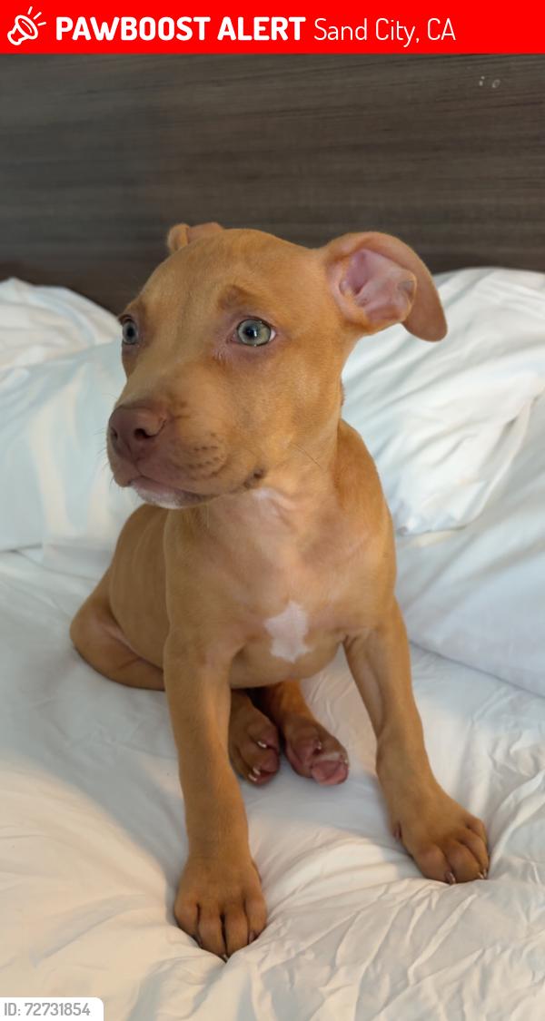 Lost Female Dog last seen California Ave. & Fremont Blvd, Sand City, CA 93955
