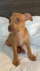Lost Female Dog last seen California Ave. & Fremont Blvd, Sand City, CA 93955