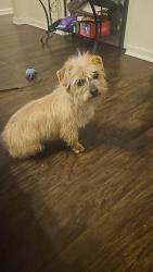 Found/Stray Female Dog last seen Lavender lane, and Wichduck ave, Virginia Beach, VA 23462