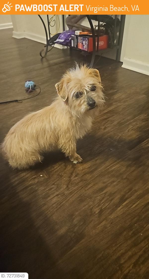 Found/Stray Female Dog last seen Lavender lane, and Wichduck ave, Virginia Beach, VA 23462