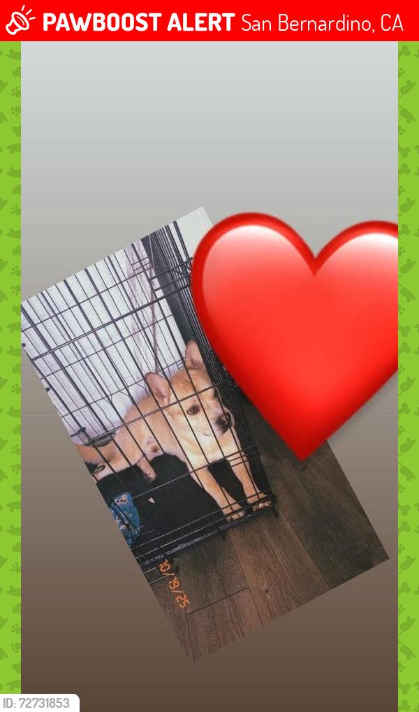 Lost Male Dog last seen Waterman , San Bernardino, CA 92410