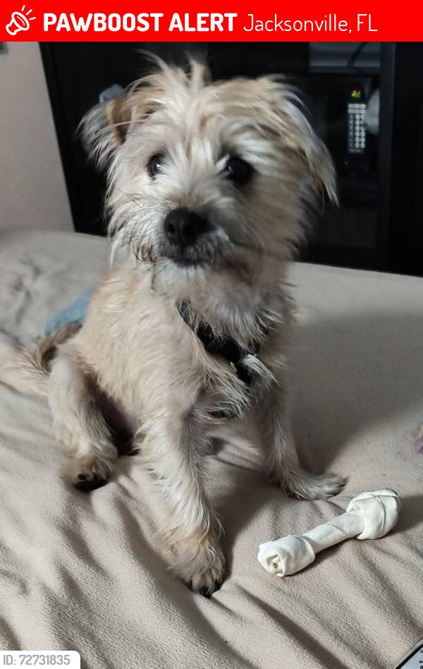 Lost Male Dog last seen Bird road jax Florida, Jacksonville, FL 32218